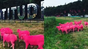 [Pick] 유명 페스티벌에 출몰한 '핫핑크' 양 떼&hellip;'동물 학대' 논란