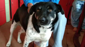 인도서 개가 표범 공격 받는 50대 주인 구해