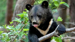 전북 장수군서 미등록 반달가슴곰 발견&hellip;포획 작전 돌입