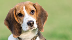 [인-잇] 실험의 끝은 안락사&hellip;'실험실 비글' 입양해주시겠어요?