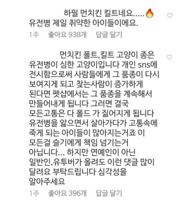 People Share Mixed Opinions on Red Velvet SEULGI Adopting Genetically Modified Cats