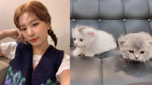 [SBS Star] People Share Mixed Opinions on Red Velvet SEULGI Adopting Genetically Modified Cats