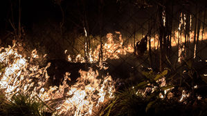 노르웨이, 기업들에 "아마존 파괴에 기여말라" 촉구