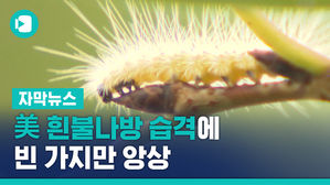 녹색 잎 어디로?&hellip;美 흰불나방 습격에 빈 가지만 앙상
