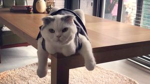 [인-잇] 구혜선&middot;안재현 싸움에 소환된 고양이 '안주'