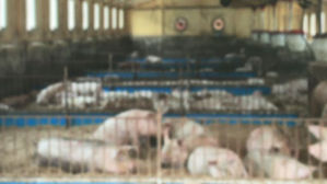 돼지열병 국내 첫 발생 '농가 비상'&hellip;3천950마리 살처분