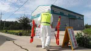 파주시 "아프리카돼지열병 관련 농장 살처분 오늘 완료"