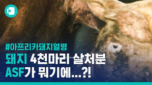 한국까지 덮친 '아프리카돼지열병'을 알아보자