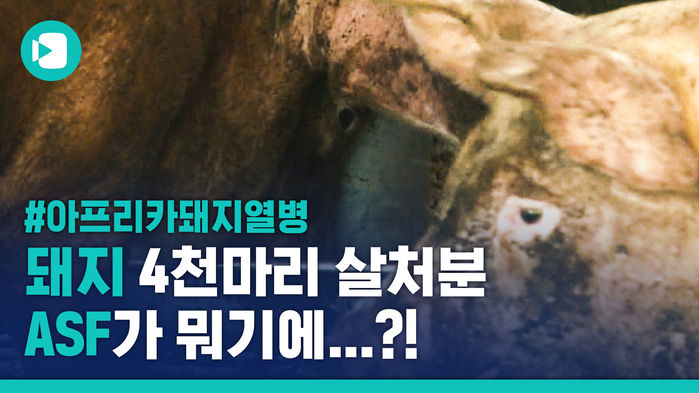 한국까지 덮친 '아프리카돼지열병'을 알아보자