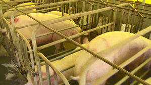 경북도 3주간 돼지 반입&middot;타 지역 반출 금지&hellip;돼지열병 차단