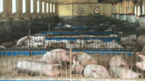 [친절한 경제] 감염원 파악 안 된 돼지열병&hellip;소비자 수칙은?