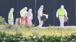 아프리카돼지열병 진단 방법은&hellip;유전자 증폭해 바이러스 확인