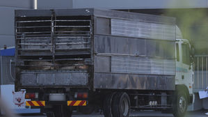 돼지 이동중지명령 해제&hellip;"거래 재개로 돼지 고깃값 안정 예상"