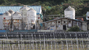 돼지열병 추가 신고 없어&hellip;농식품부 "아직도 상당히 위험한 상황"