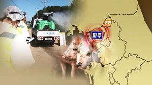 파주 ASF 의심 신고 음성 판정에 양돈 농가들 '안도의 한숨'