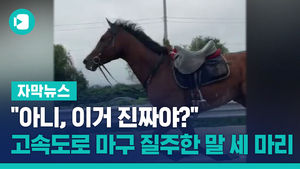 "아니, 이거 진짜야?"&hellip;고속도로 마구 질주한 말 세 마리