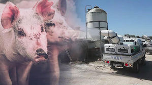 [속보] 경기 김포 아프리카돼지열병 확진 판정&hellip;일주일 새 3번째