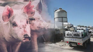 '돼지열병' 확산할라&hellip;"축제도 훈련도 줄줄이 취소"