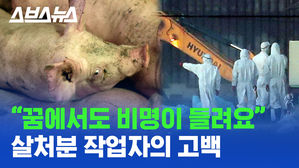 '더 빨리 더 많이' 아프리카돼지열병 등 가축 살처분 트라우마에 시달리는 수의사, 공무원