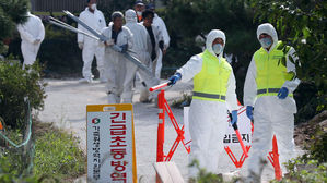 5번째 돼지열병 확진 강화도&hellip;전역으로 확산할까 '초긴장'