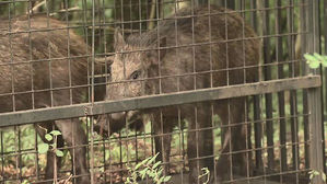 '심상치 않은' 멧돼지 ASF 발병&hellip;돼지 밀집 사육 포천 위협