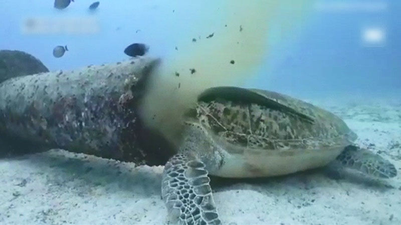 보라카이 오수 방류 하수관에 머리 박고 있는 거북이