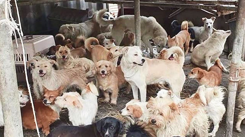 유기동물보호소 애린원 철거