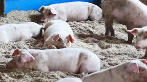 [속보] 인천 백령도 아프리카돼지열병 '음성' 판정