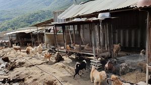 [인-잇] 유기견 보호? '동물학대' 아닌지 따져 봐야