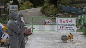 경기도 포천서 아프리카돼지열병 의심 신고