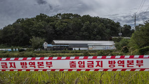 돼지열병 확산세 속 살처분 돼지 15만 마리 육박