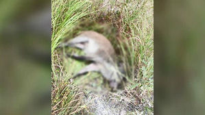 [취재파일] 사육돼지만 발병한 국가는 없다&hellip;구멍 난 멧돼지 방역