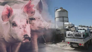 [단독] 강원도 화천 돼지사육농가서 아프리카돼지열병 1차 양성