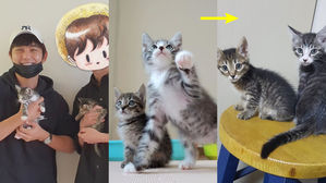 [SBS Star] Yoo Seung Ho Adopts Two Stray Kittens & Doubles Their Size Up Only Within a Month