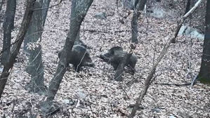 철원 멧돼지 폐사체서 이틀 연속 돼지열병 바이러스