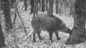 'DMZ 이남' 연천&middot;철원 멧돼지서 돼지열병 '양성'&hellip;확산 우려