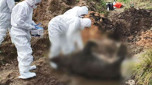 멧돼지서 돼지열병 또 확인&hellip;일부 지역 총기 사냥 허용