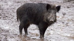 [취재파일] '야생멧돼지 방역 실패' 환경부의 말말말