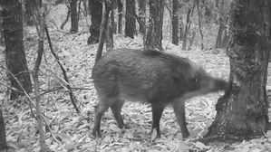 연천 야생멧돼지 폐사체서 아프리카돼지열병 바이러스&hellip;10번째