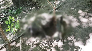 연천 민통선 내 멧돼지 폐사체서 ASF 바이러스&hellip;총 48번째