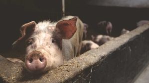 경기 연천 신서면서 아프리카돼지열병 의심 신고