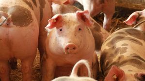 미국 정부&middot;전문가, 아프리카돼지열병 백신 개발 성공