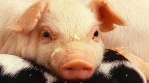 [인-잇] 아프리카돼지열병이 몰고 온 '살처분 공포'