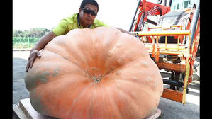 대한민국서 제일 큽니다&hellip;319kg '초대형 호박' 등장