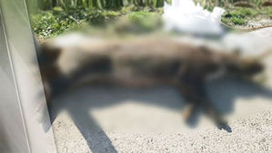 파주&middot;화천 야생멧돼지 폐사체서 ASF 2건 확진&hellip;총 83건