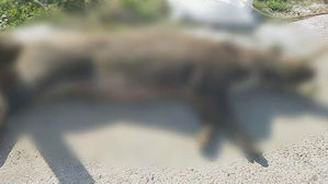 멧돼지 폐사체 ASF 2건 검출&hellip;광역 울타리 밖 또 검출