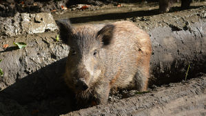 경기 연천군 멧돼지 폐사체에서 ASF 2건 검출&hellip;총 74건