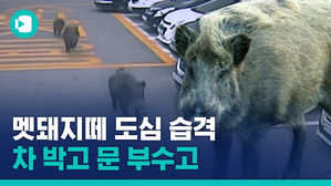 평소와 같은 아침 길에 멧돼지를 만난다면?&hellip;청주시 멧돼지 떼 습격