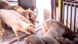 강원도 돼지열병 역학 관련 농장&middot;시설 123곳 이동제한 해제