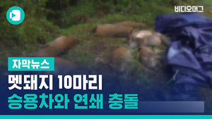 멧돼지 10마리, 도로서 승용차에 '쾅'&hellip;현장서 즉사
